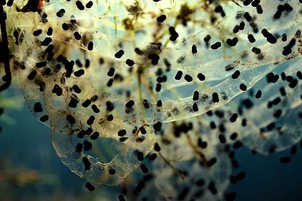 澳洲本土的田鸡星游平台,一生只产卵1千到2千个.