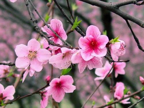 绝句:十二月花吟