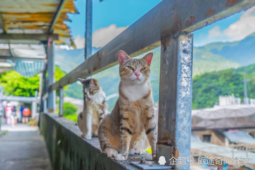 台湾猫咪村 村里上百只猫咪 横行 许多小姐姐慕名而来