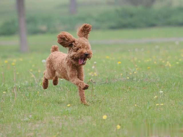 最爱出门撒欢的5种狗狗,拉布拉多上榜,第一无争议