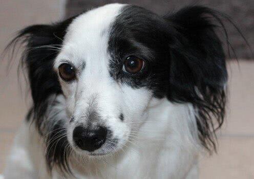 狗,fido,粪便,野狗