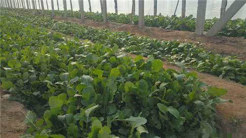 潮汕人叫它"飞龙菜",是耐寒蔬菜,每个国家都有种植,受欢迎