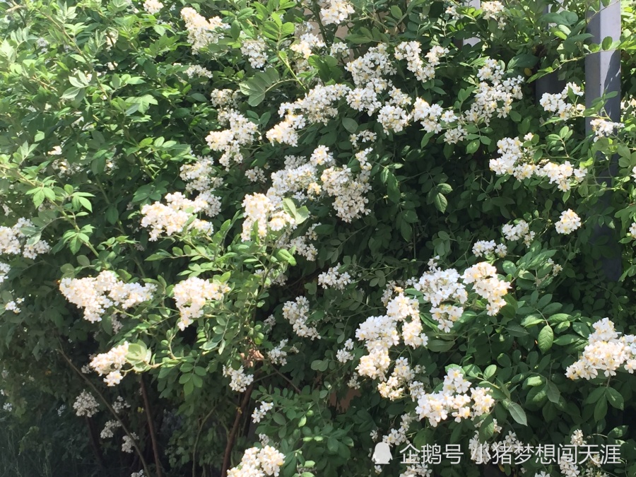 蔷薇花 能爬墙的七姊妹是啥