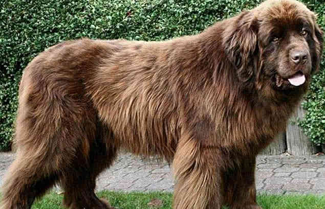 网评全球体形最巨大的犬类 第四盟主藏獒犬 第一比肩黑熊
