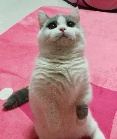 生活趣事,萌宠,二货,喵星人