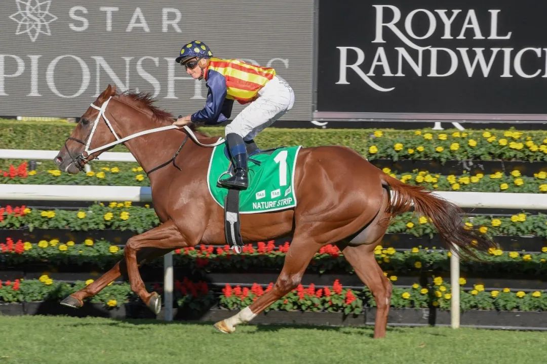 国际评分最高短途赛马"绿化带"试闸表现完美