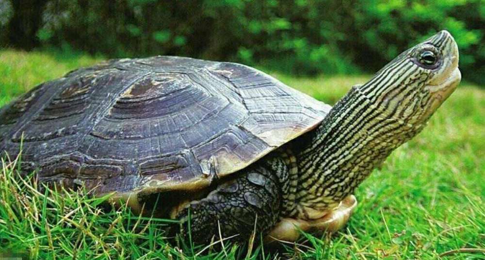 俗语,人性,乌龟,王八,古人