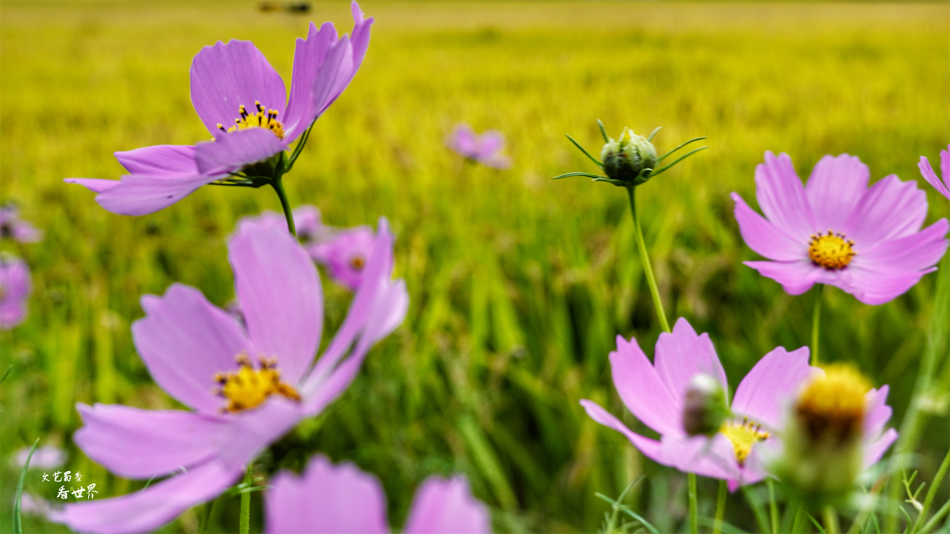 沈阳稻梦空间堪称 世界之最 买门票还送大米 假期你会去吗