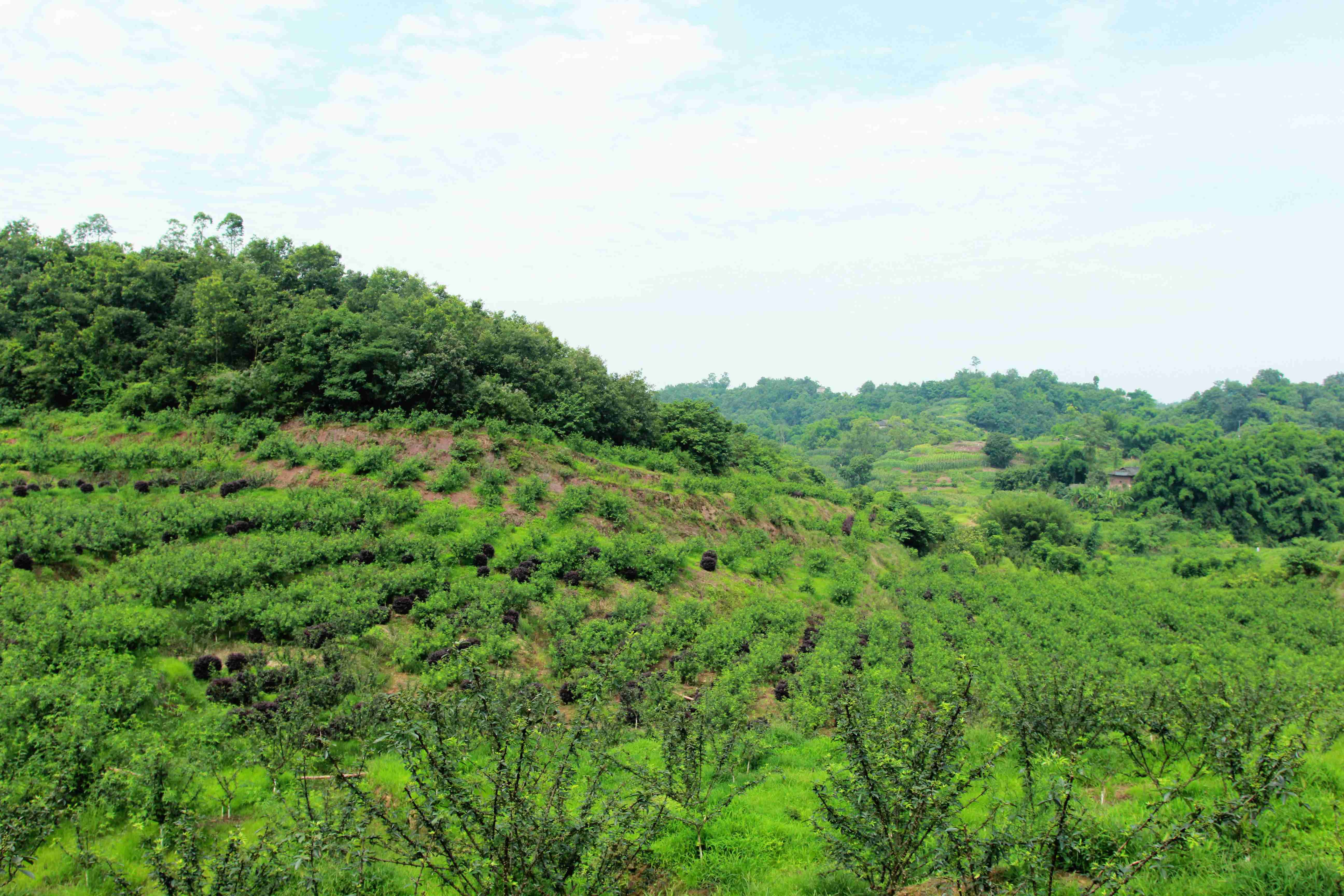 青花椒与红花椒的区别_青花椒树种植条件_花椒种植气候条件
