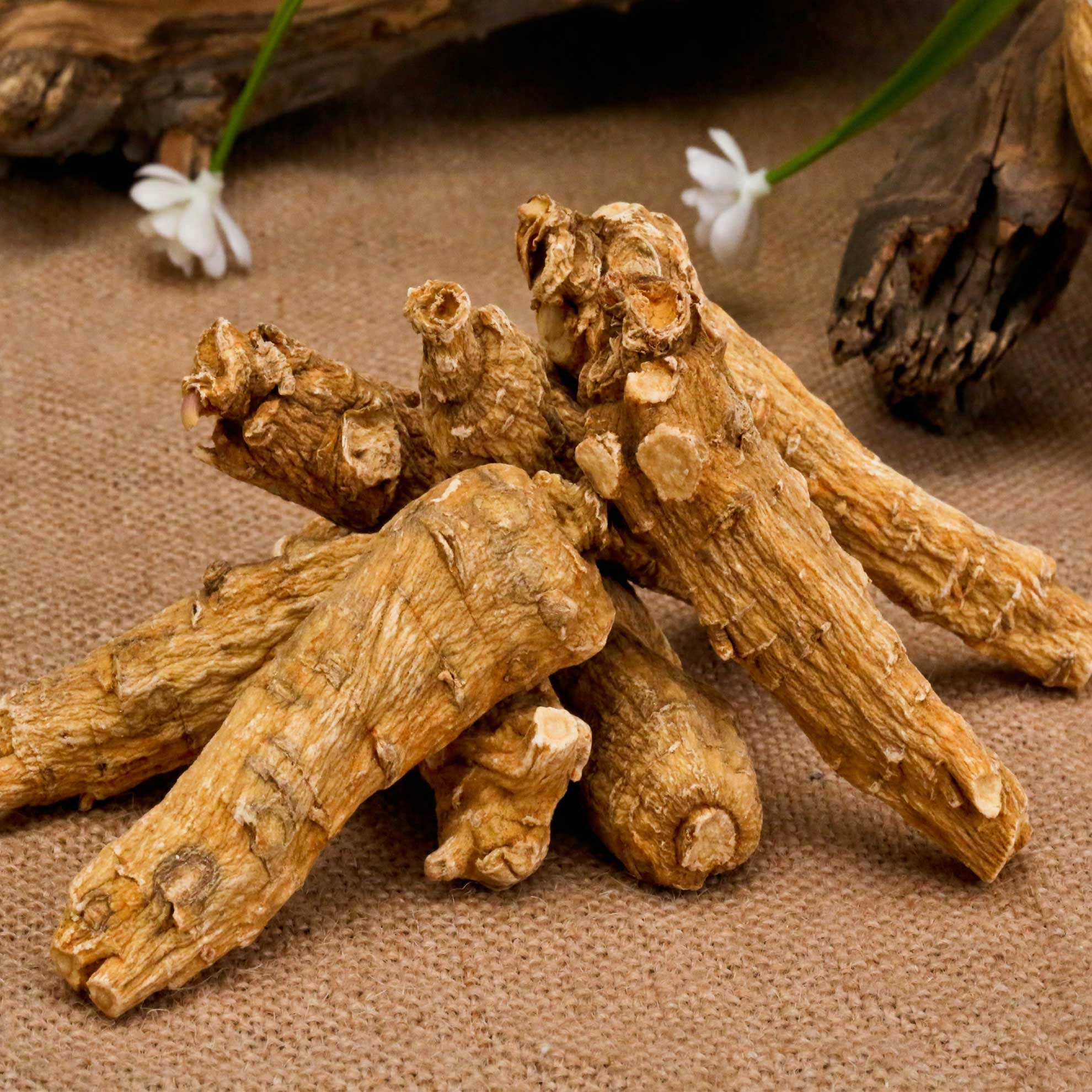 西洋参(西洋参的功效与禁忌)