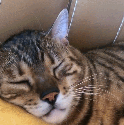 这小猫咪真的是无忧无虑的,看这憨厚的小表情,确实是太呆萌了!