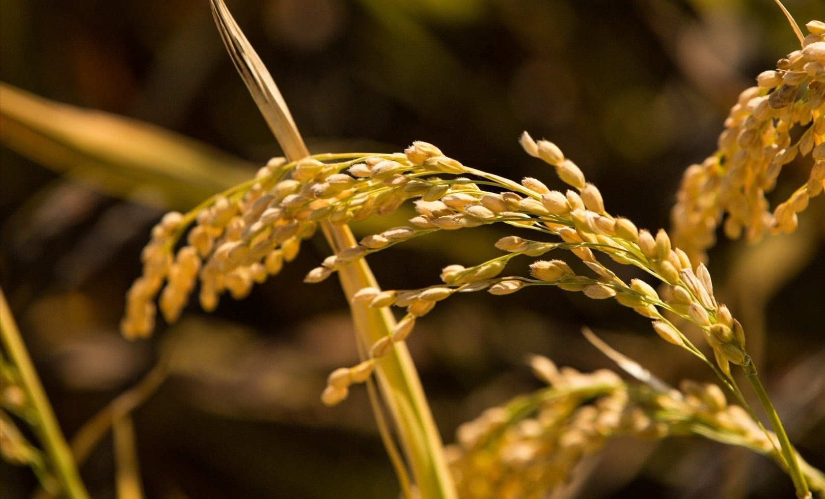 周杰,还珠格格,尔康