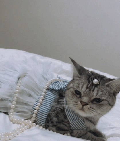 生活趣事,卖萌,萌宠,喵星人