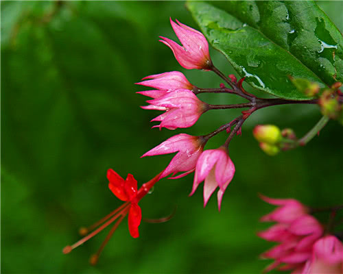 关于龙吐珠开花的3个因素,新手也能养爆盆