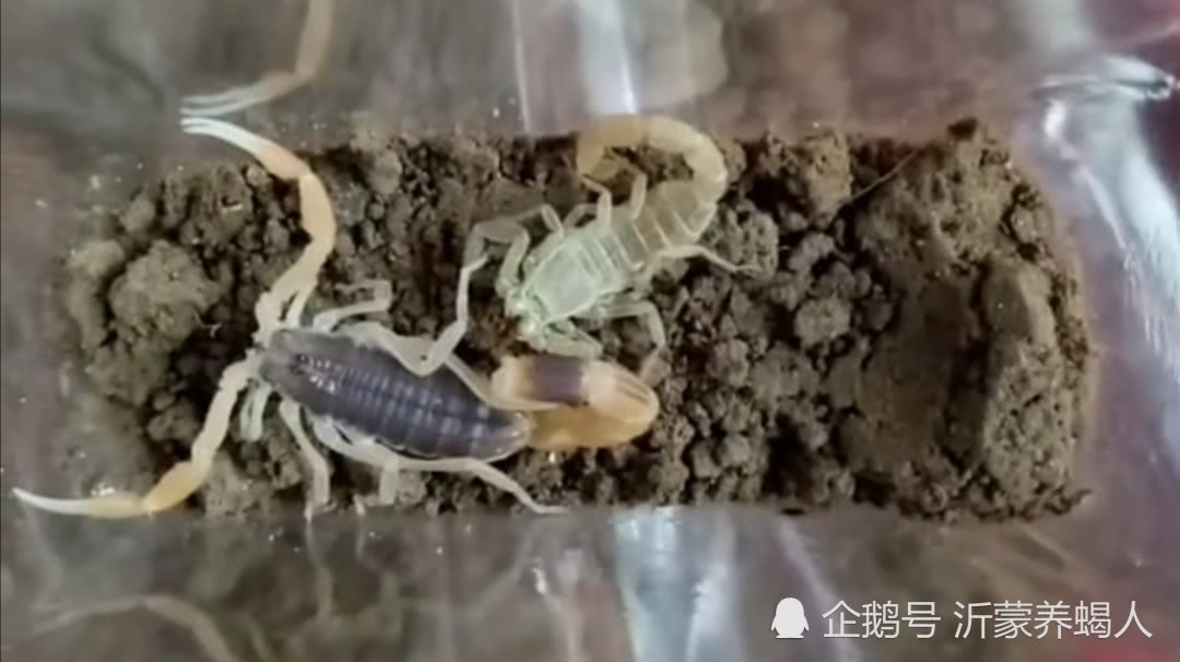 关节后期的蝎子一定要及时从蝎池里挑出来并淘汰掉