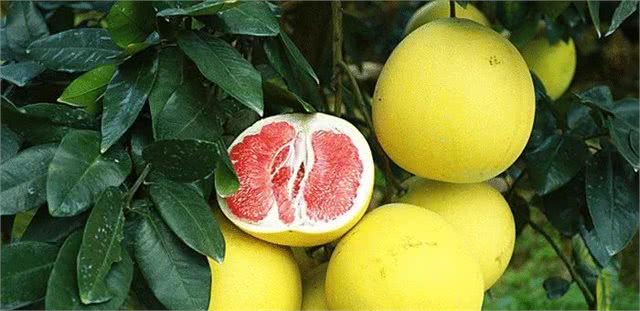 又是吃柚子的好时节,果农教你挑选超甜柚子