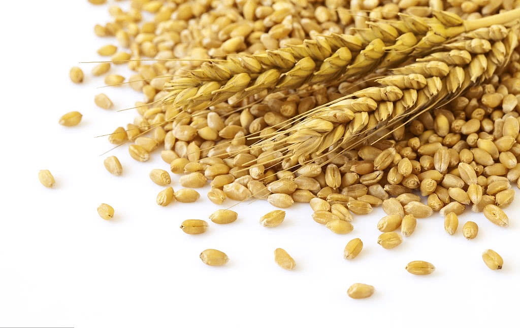 大麦,麦芽,精酿啤酒,千粒重,法麦,蛋白质含量