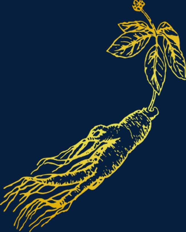 一颗"不正经的人参"解刨一下?