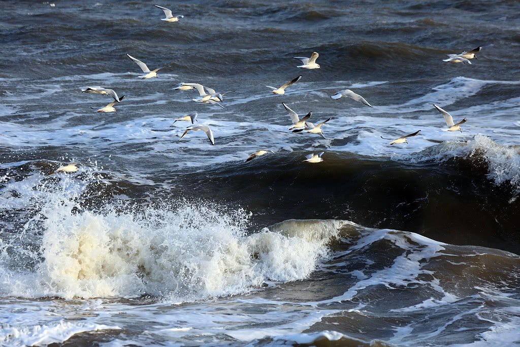 河北秦皇岛:北戴河白浪滔天 海鸥搏风击浪