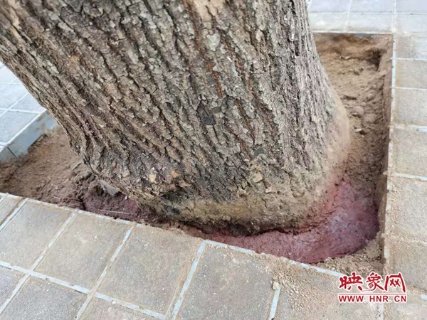 郑州英协路上三棵行道树被浇不明液体濒临死亡 绿化人员已报警