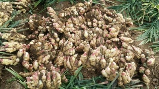 不用在买生姜吃 阳台盆栽一棵只用做这步 生姜长得快整年吃不完