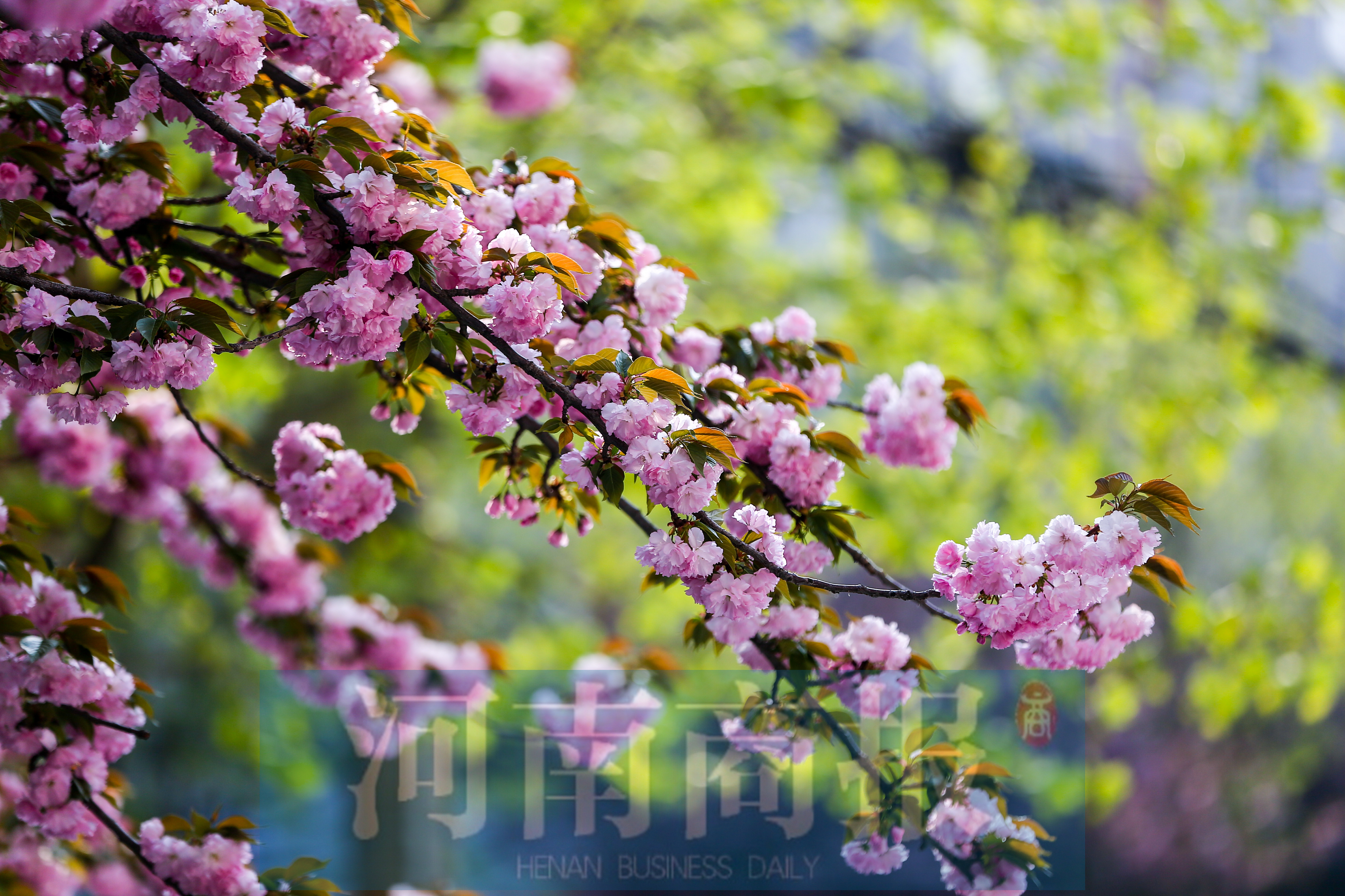 市民说每年春天都能欣赏到