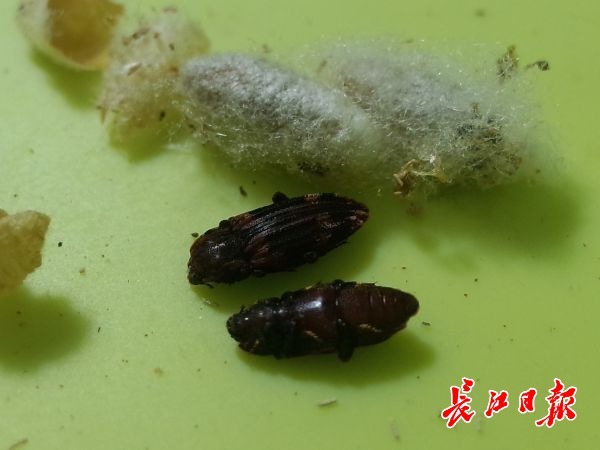 带你走进武汉害虫天敌繁育工厂 看 虫虫特工队 如何 治虫 长江观察