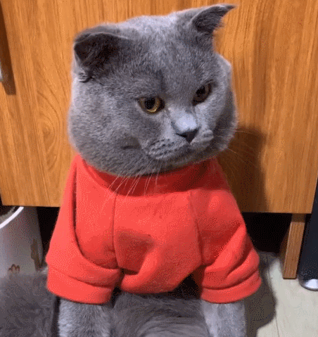 主人逗趣小猫咪,一脸呆萌的小表情,真是无敌小可爱!