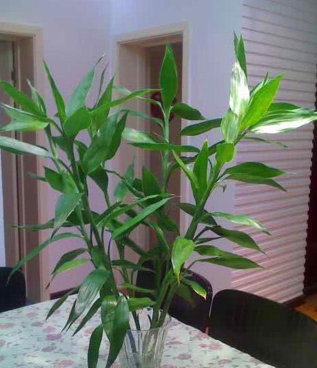 水养"富贵竹",掌握2个养护小窍门,叶子翠绿油亮