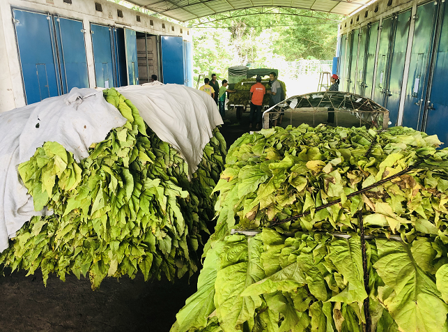 始兴马市镇黄烟进入烟叶采摘烘烤期