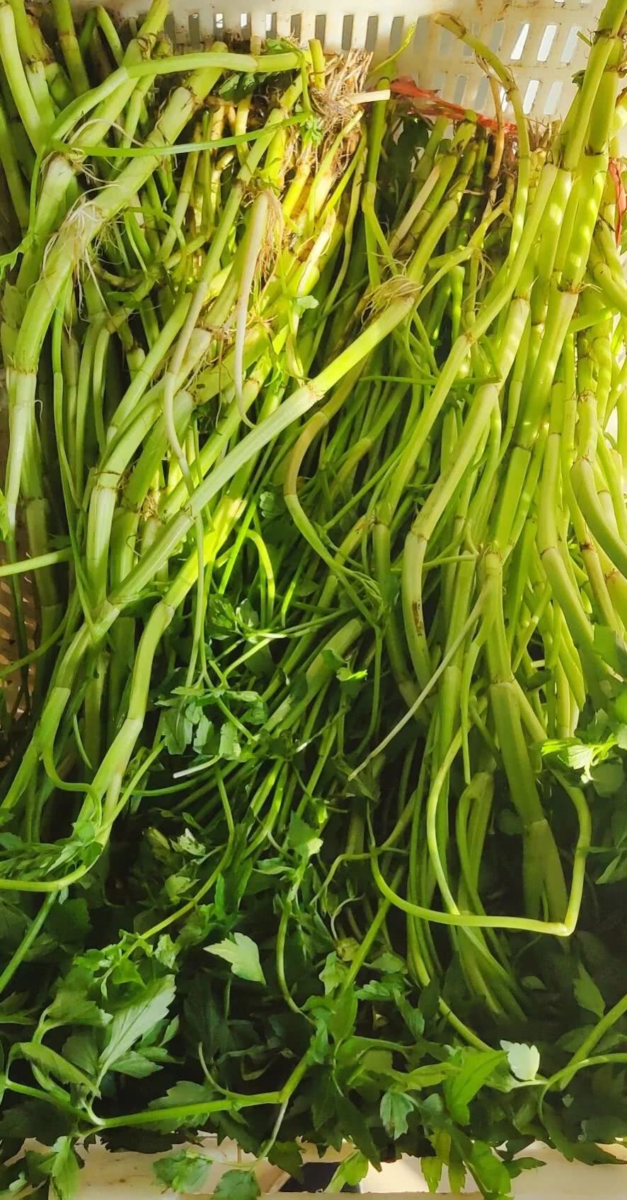 甜菜,水芹又来与大家见面啦!