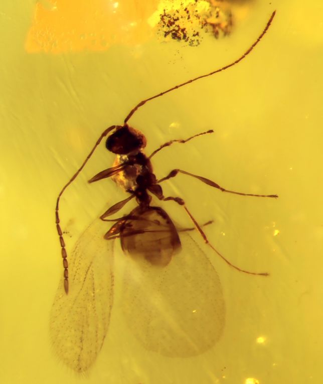 琥珀中细腰亚目的小蜂总科