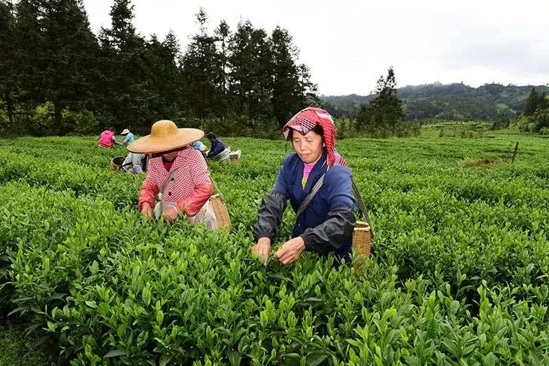 茶叶,春茶