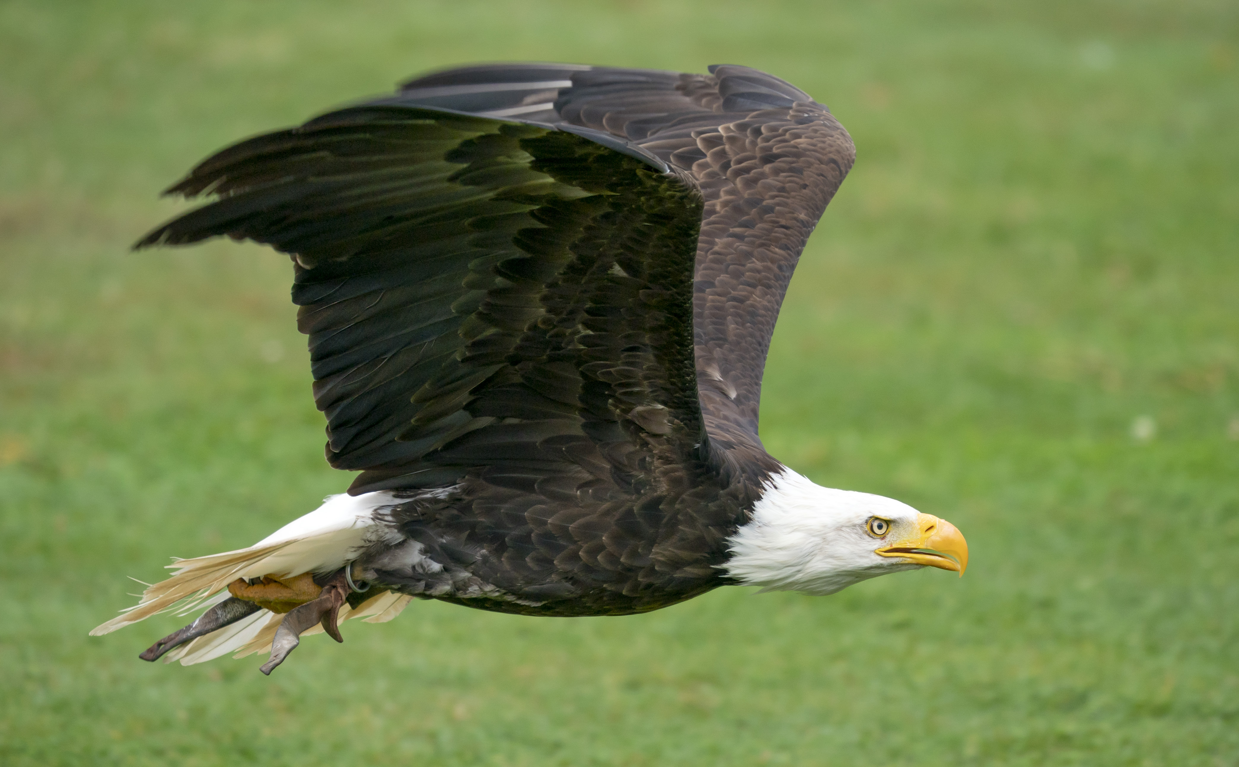 德国诺因基兴动物园的动物们