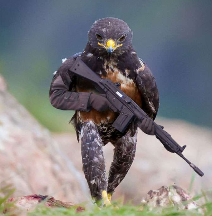 摄影师拍下霸气老鹰,网友的p图神功让它变成了谐星