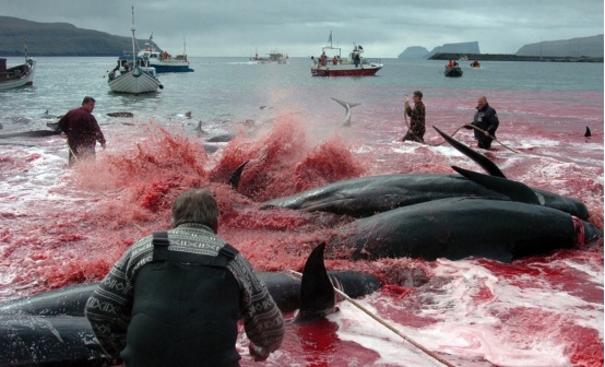 海洋变成了血红色丹麦开启屠杀盛宴175头鲸鱼命丧人类之手