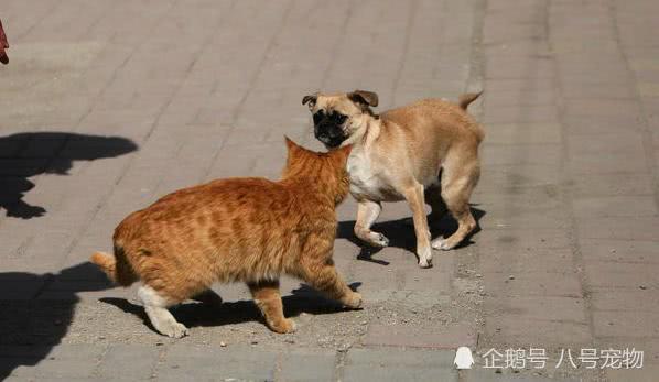 怀孕母猫被车撞死 公猫寸步不离 最后一幕让路人彻底心碎