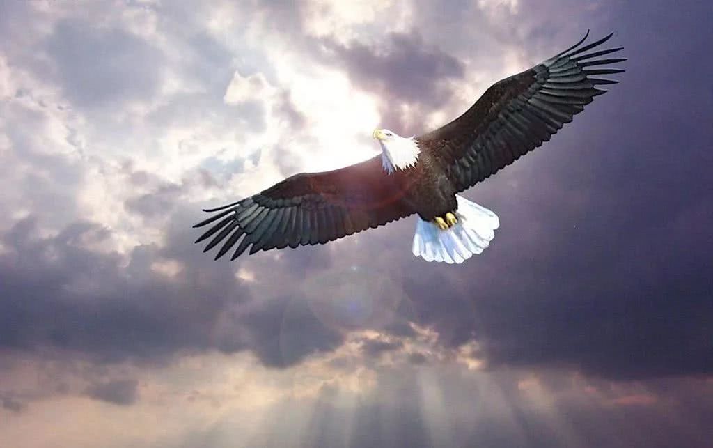 不通过这个靠谱的入口,飞猪休想变神鹰