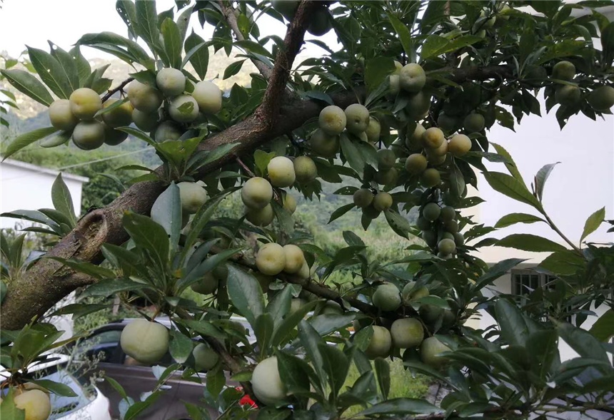 玉碗镇石灰村:小小珍珠李 串起脱贫梦