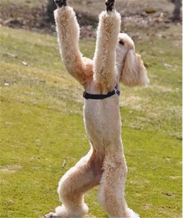 前方一大波大长腿正向你靠近,请拿好你的碗接鼻血!