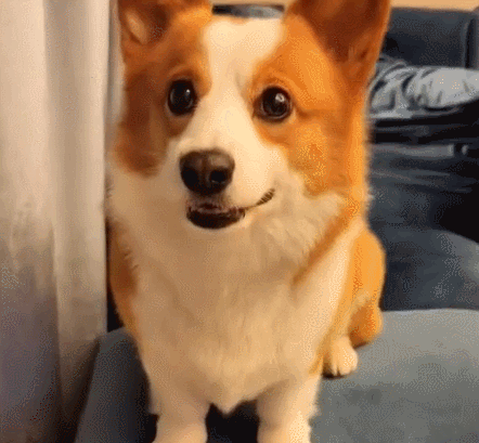 狗子眼巴巴的看着主人,看这可爱的模样,真是让人欲罢不能!