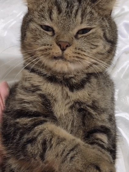 生活趣事,卖萌,萌宠,喵星人