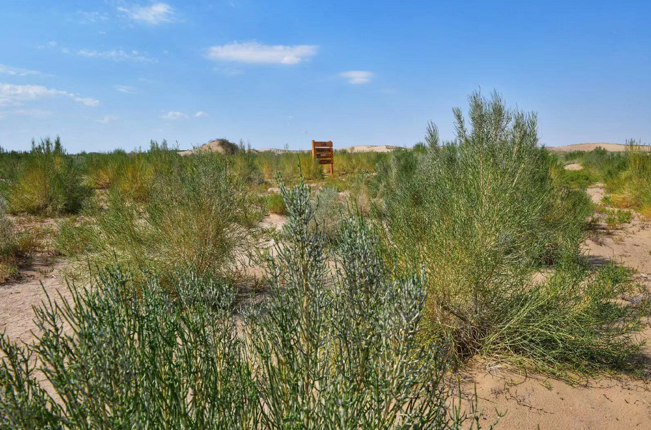 马云没有说谎当年天价造的蚂蚁森林如今长成了这样