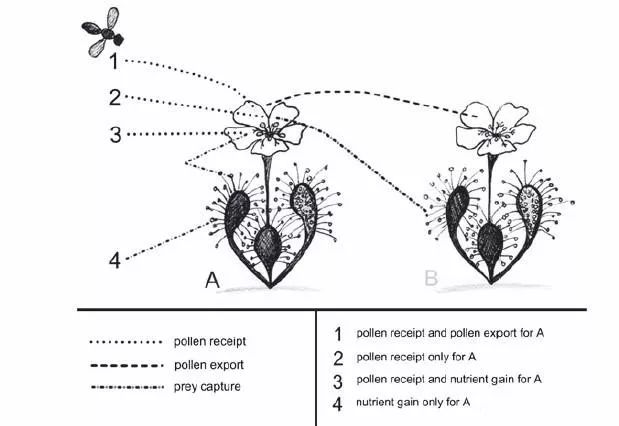 传粉昆虫可能被茅膏菜(肉食植物)利用的方式