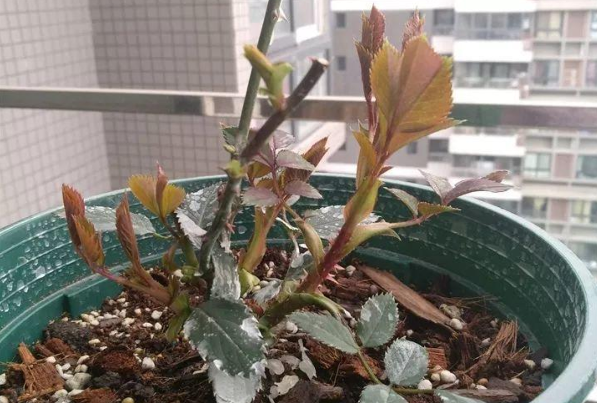 修剪月季趁冬天,下重手狠剪,来年新枝开花欢!