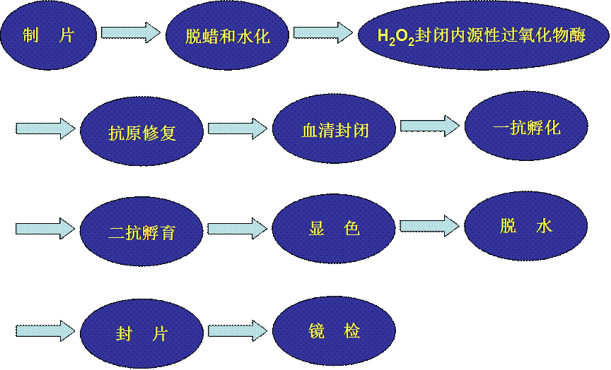 免疫组化遇到问题的解决方案