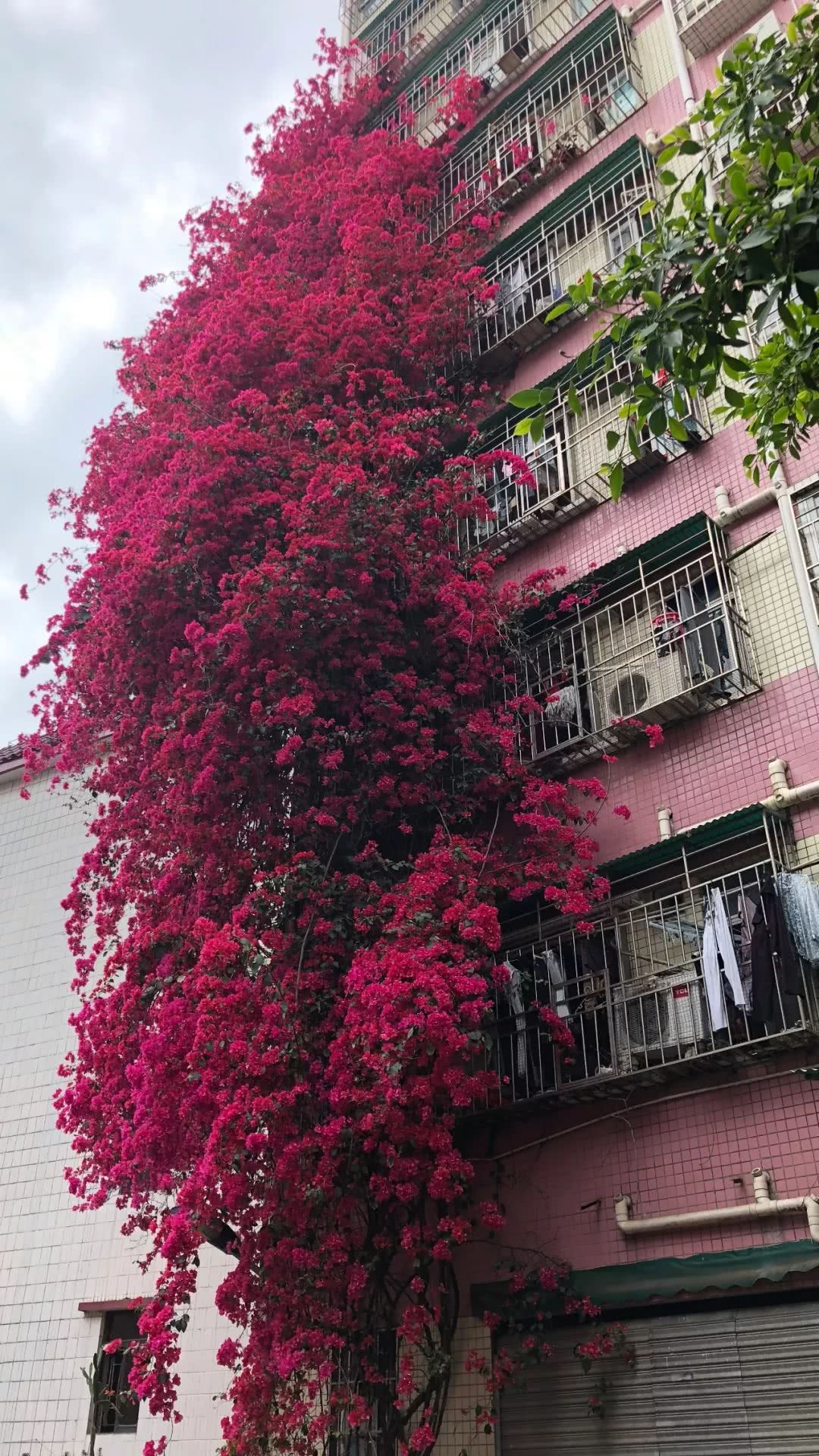 三角梅,施肥,爬藤,藤本月季