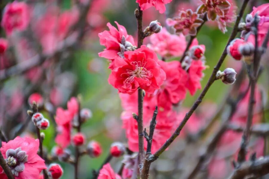 桃花 茶花 虞美人 满城花海 美得不像话 南海春日赏花地图