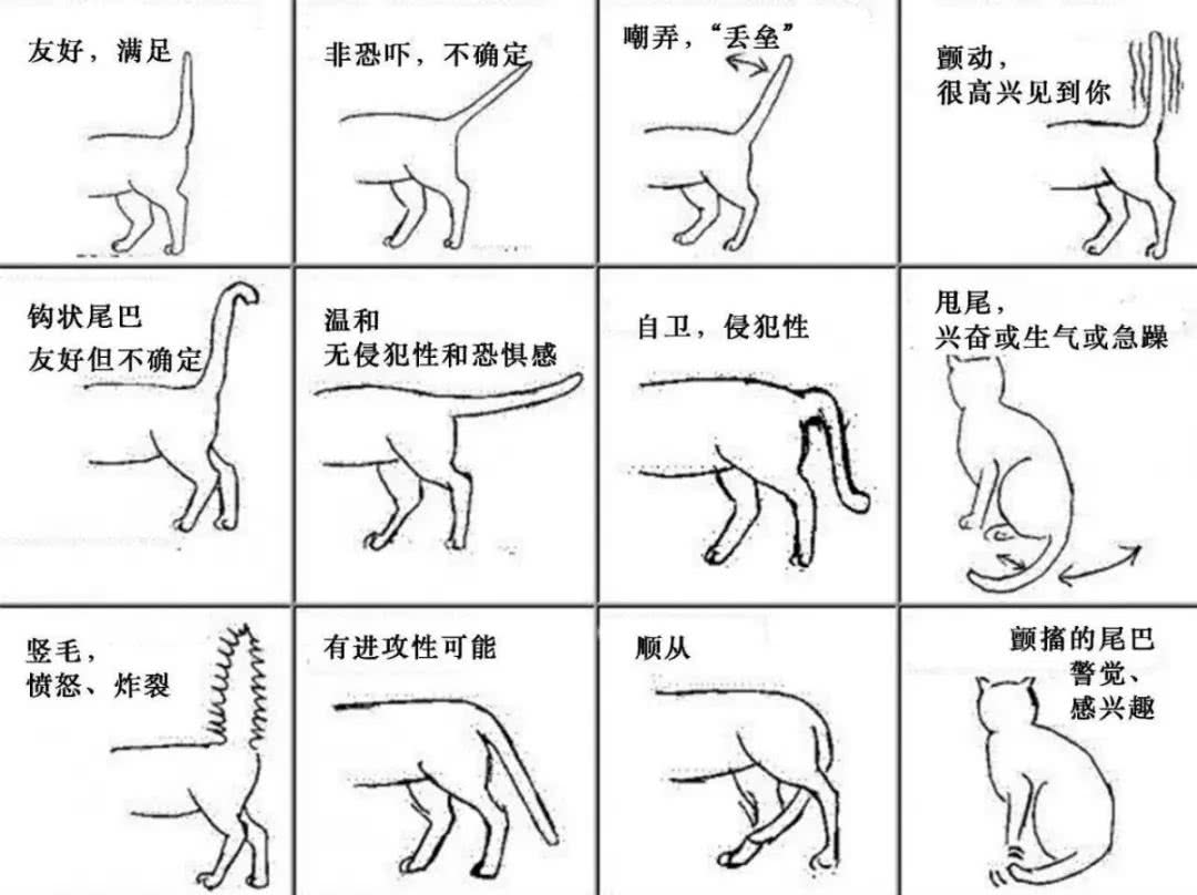 猫知道自己有尾巴吗?
