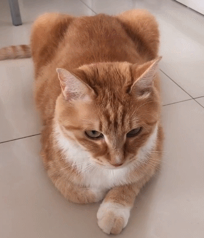 这猫咪趴在地上面,奶萌奶萌的小模样,真的好可爱啊!